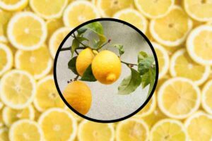 ricetta dolce al limone
